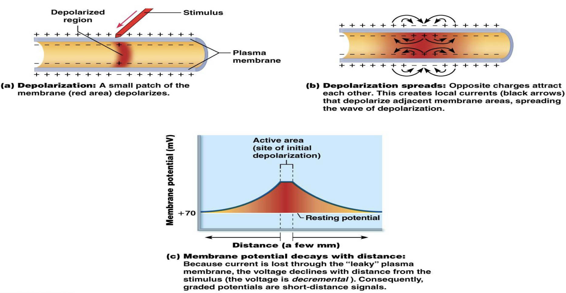 <p>Why do graded potentials lose strength over distance?</p>