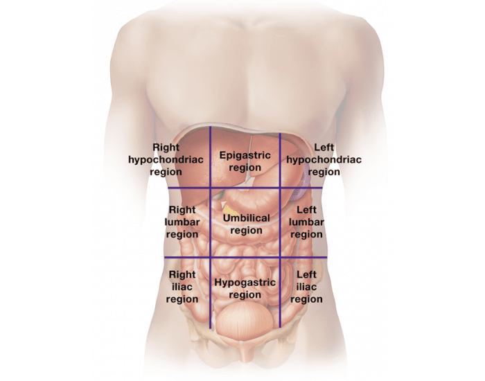 <p>Epigastric: top/middle (superior to umbilical region)</p><p>Right/left hypochondriac region: surrounds epigastric</p>