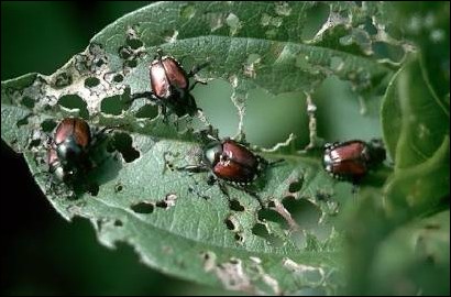 <p>Identify the insect, <strong>order</strong>, and mouthparts</p>