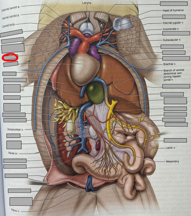 <p>What part of the organism is this?</p>