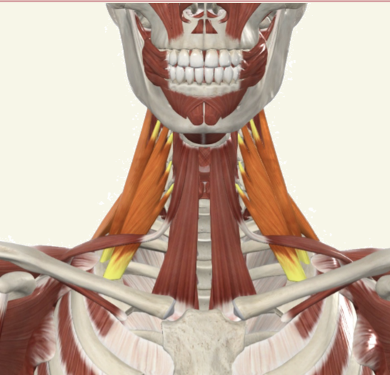 <p>scalenes Actions</p>