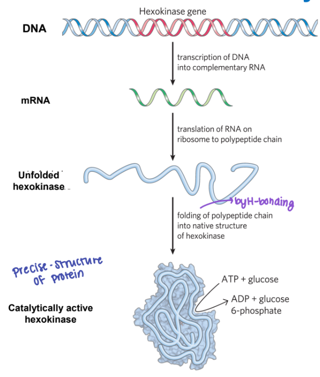 <p><strong><u>Wild Type:</u></strong> ______ cells </p>