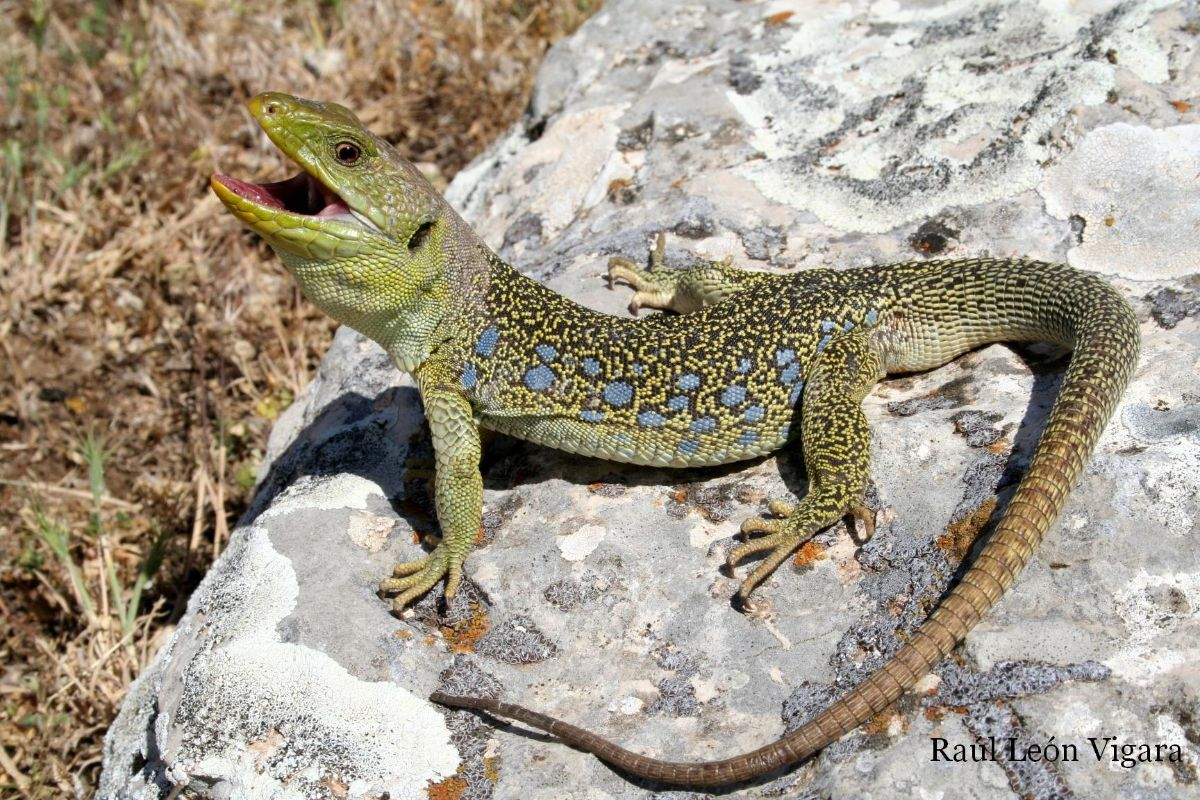 <p>Muy variado, aunque principalmente en matorral mediterráneo, bosques y zonas de cultivo.</p><p>Carnívora. Principalmente insectívoro, a veces consume pequeños vertebrados.</p>