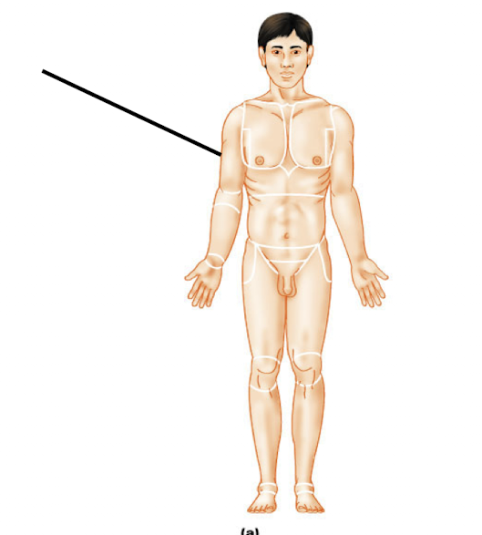 <p>pertaining to the arm (upper portion of the upper limb)</p>