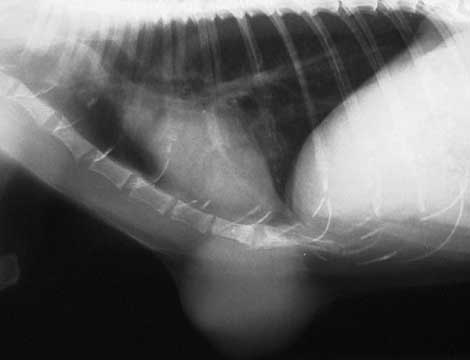 <p>Thoracic Radiographs in Mammary Tumors</p>