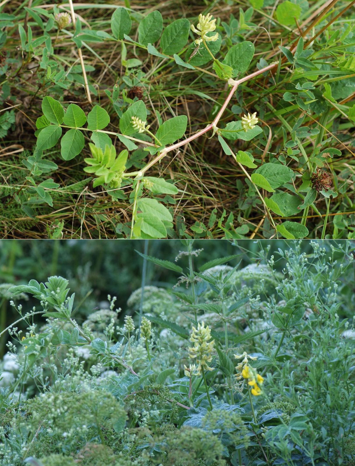 <p><span style="background-color: rgba(0, 0, 0, 0); line-height: 27px;">Klasa <strong>TRIFOLIO-GERANIETEA</strong><em> </em></span></p>