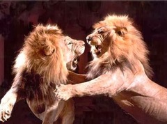 <p>The quality or state of being fierce, savage, or relentless. e.g. Bela and Kamal were frightened to see the ferocity of how the villagers kill the mongoose that is just a small little creature.</p>