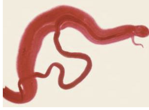 <p>what unusual adaptation do the adult male and female blood flukes have that ensures reproductive succes?</p><p>…. in body … of … remain … …</p>