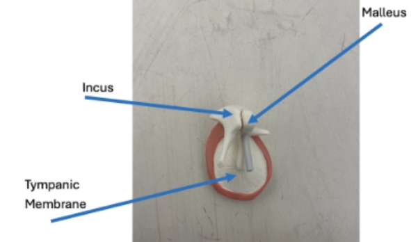 <p>malleus, tympanic membrane, incus</p>