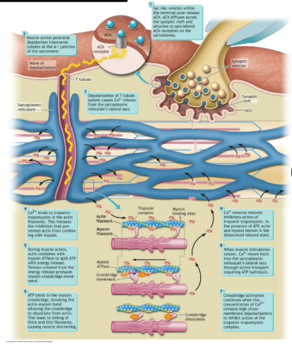 <ul><li><p>review more</p></li></ul><p></p>