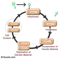 <p>a viral reproductive cycle in which the viral DNA is added to the host cell's DNA and is copied along with the host cell's DNA</p>