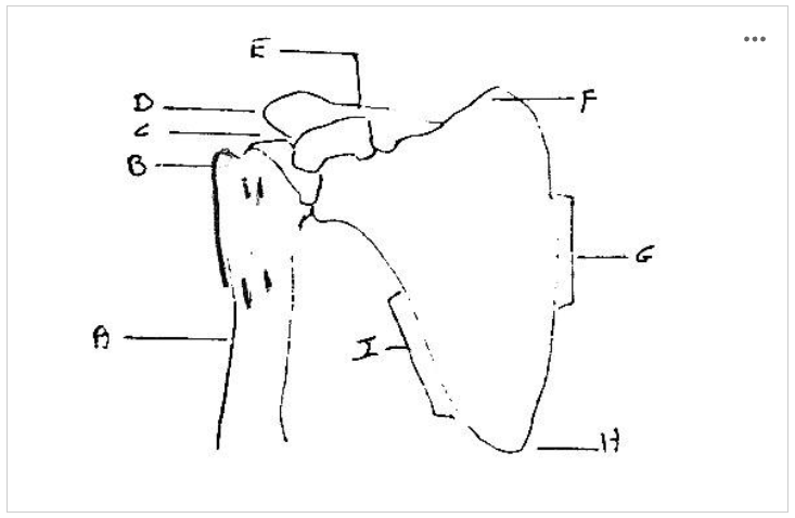 <p>label</p><p>acromion </p><p>coracoid process </p><p>axillary border </p>