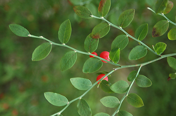 <p>bright green, sharply angled (ribbed) twigs, not toothed leaves</p>