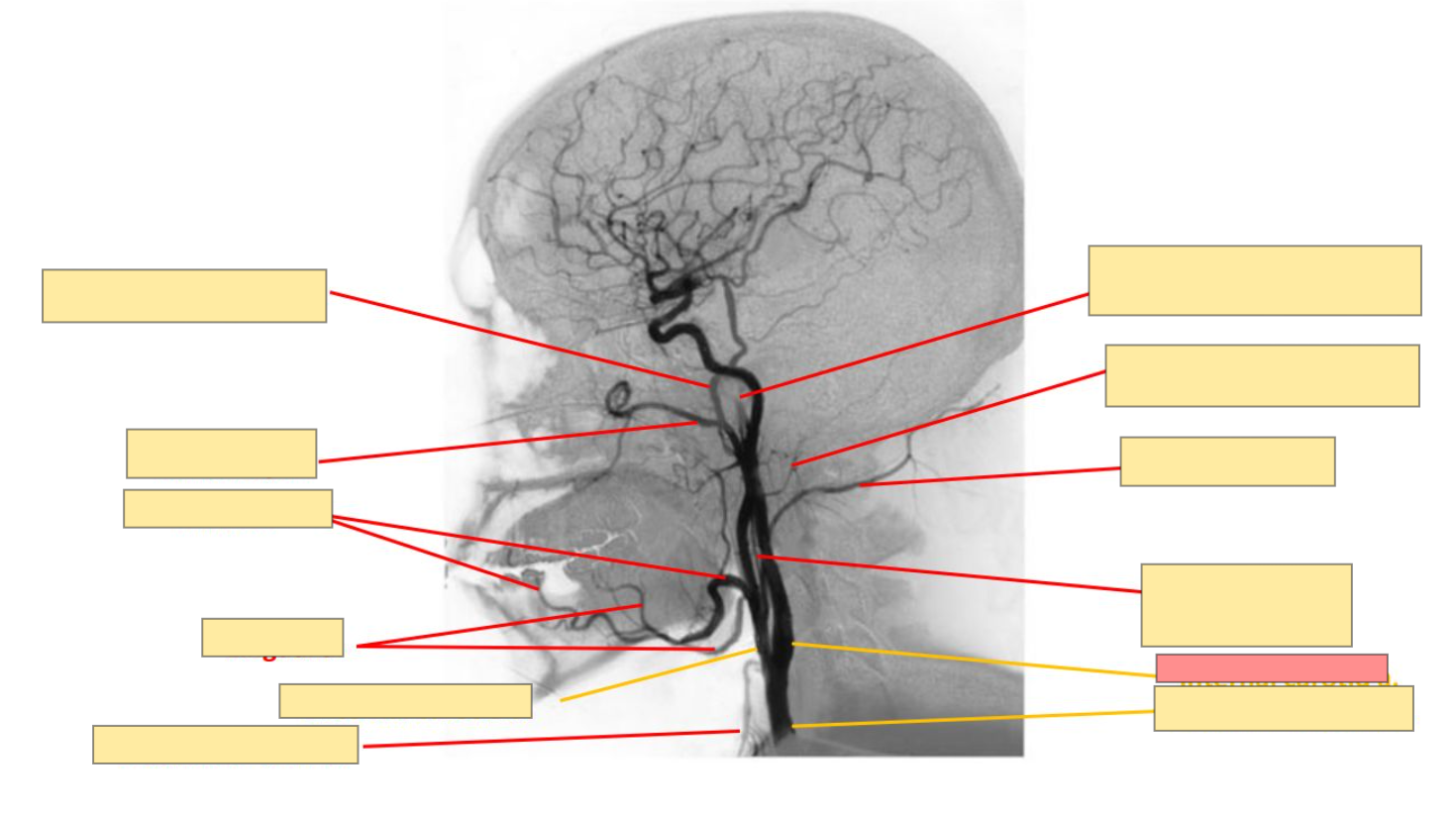 <p>Name the structure</p>