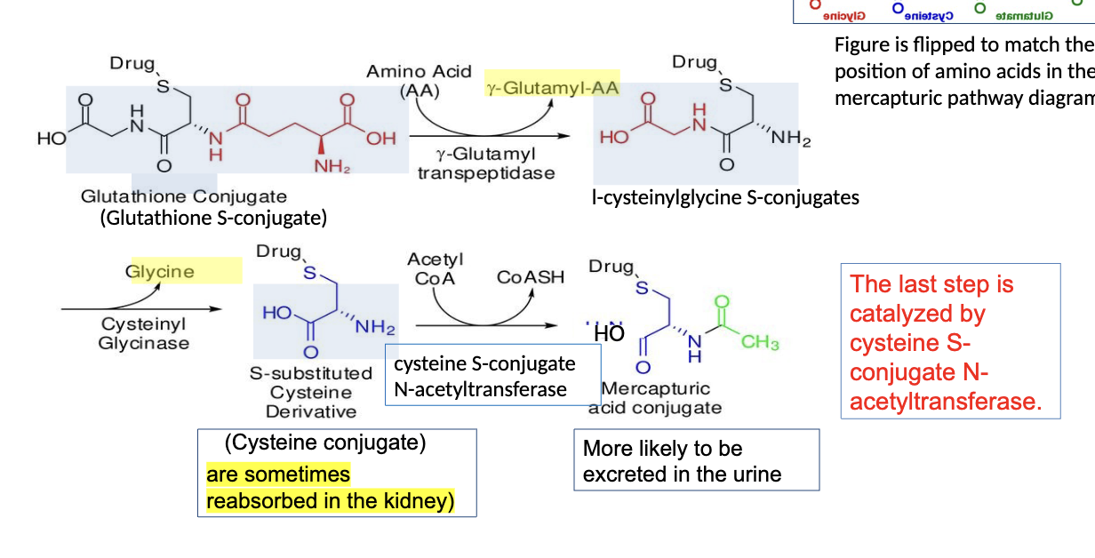 <p>• For most compounds, mercapturic acid formation is a detoxication pathway, but the</p><p>precursor CysS-conjugates may undergo bioactivation to reactive intermediates</p><p>(Hashmi et al.1992; Anders and Dekant1998).</p><p>• The metabolites of endogenous substrates formed by the mercapturic acid pathway</p><p>may play a role in respiratory diseases, cancer, neurological disorders, and</p><p>cardiometabolic diseases that contribute to the pathophysiological development of</p><p>chronic inflammatory and metabolic disorders (</p>