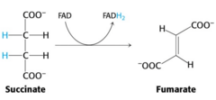 <p>A reaction catalyzed by Succinate dehydrogenase where succinate is oxidized to fumarate by FAD getting reduced to FADH2. This one removes 2 H, one from both C2 and C3.</p>