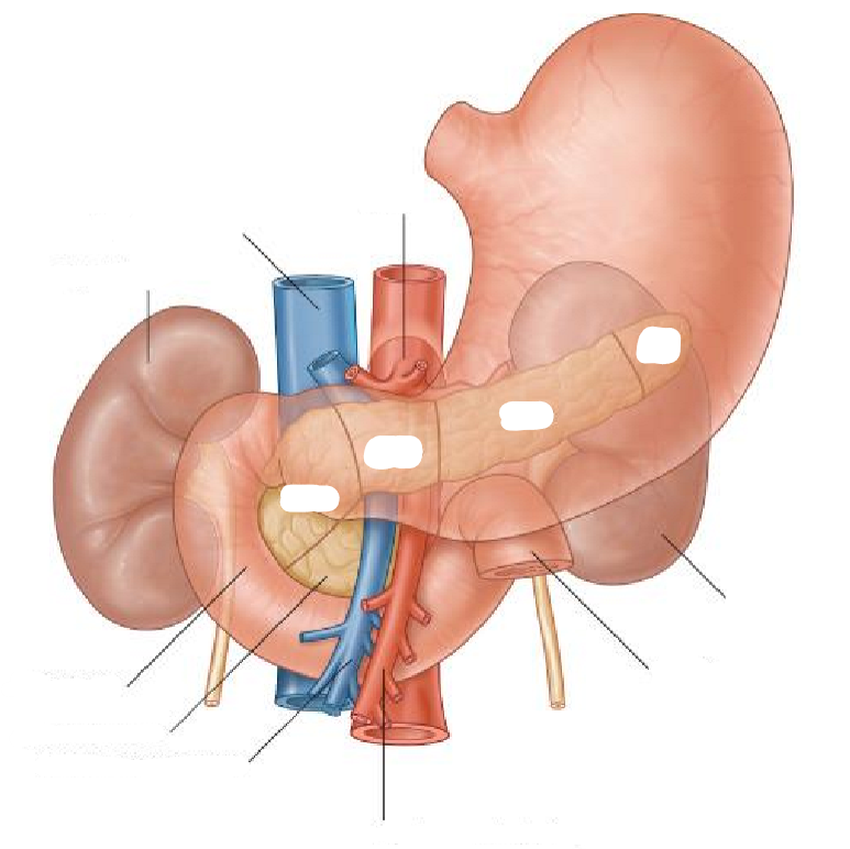 <p>Label the following diagram of the <strong>pancreas</strong> &amp; associated structures</p>