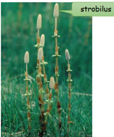 <p>-jointed stems with tiny leaves </p><p>-strobili</p><p>-homosporous </p><p>-photosynthesis in stems </p>
