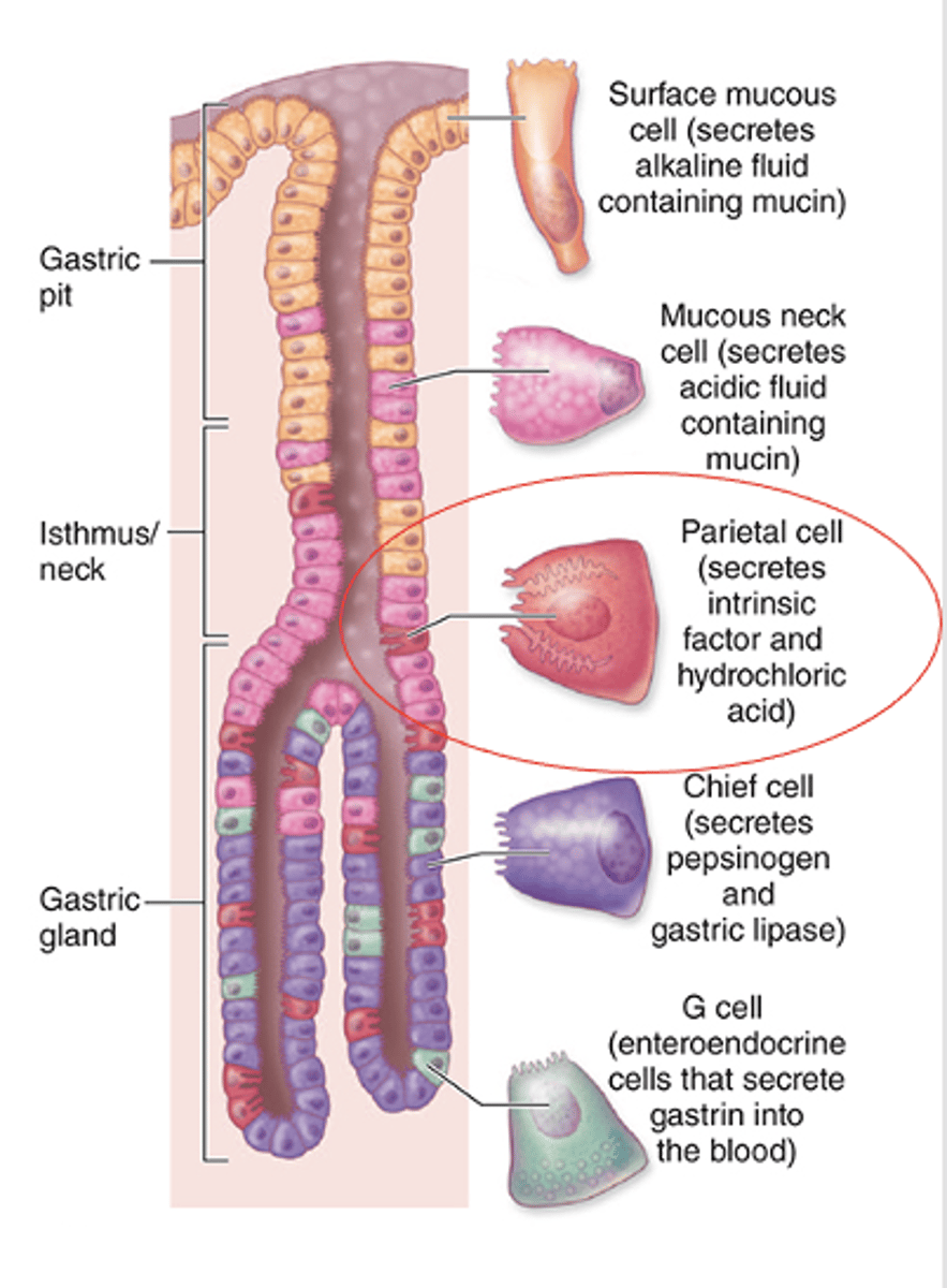 <p>What gives parietal (oxyntic) cells their intense staining appearance?</p>