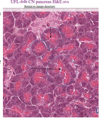 <p>What structures are circled in this slide of a pancreas?</p>