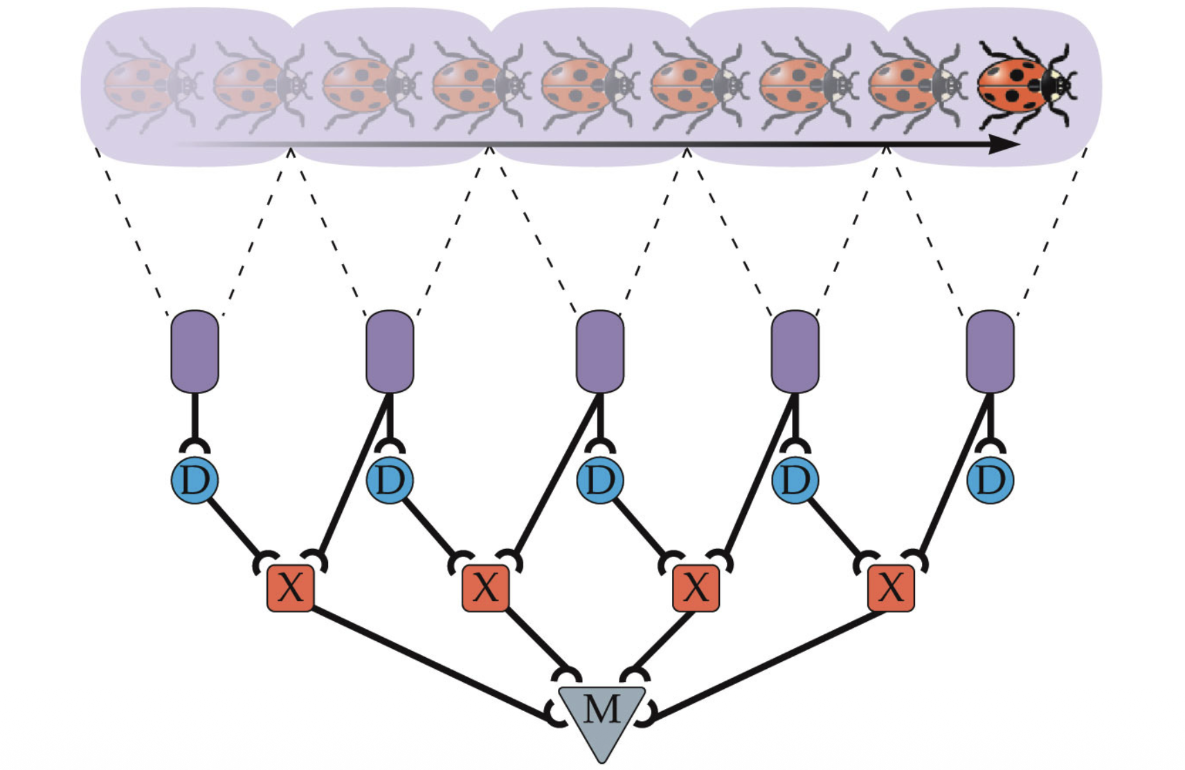 <p>You set up a motion detector chain where multiple motion detectors are linked together. Therefore, allowing you to detect motion across a large space. </p><p>*multiple comparators will get activated and the signals will now all go to a larger motion detector (M) at the end</p>