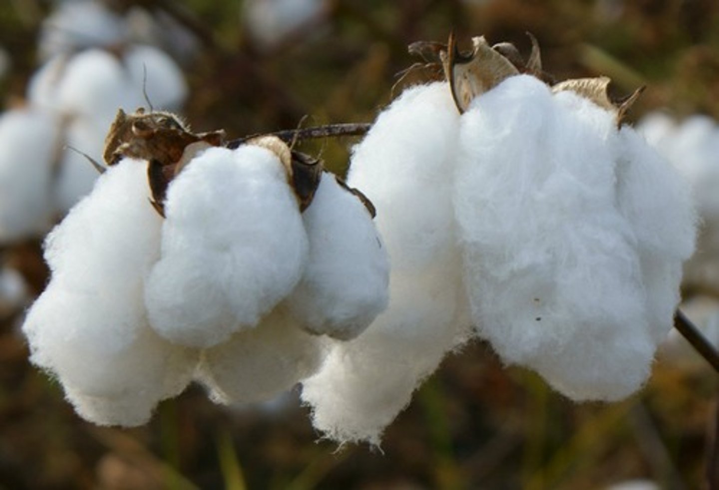 <p>cotton, wool, leather</p>
