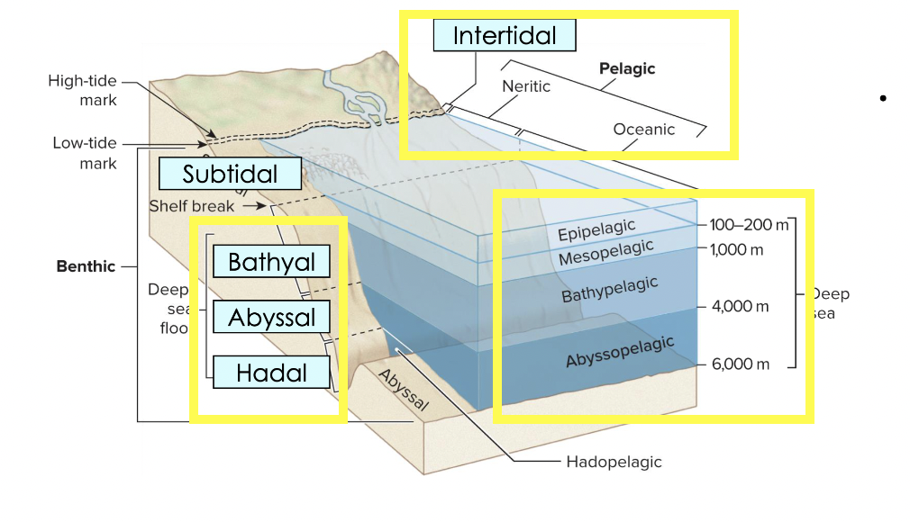 <p>Bathyal, abyssal, hadal</p>