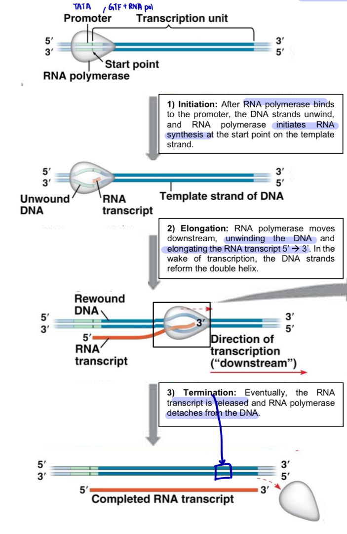 <ol><li><p>Initiation</p></li><li><p>Elongation</p></li><li><p>Termination</p></li></ol><p>*all are mediated by RNA polymerase itself (unwinding, initiating RNA synthesis, reforming the double helix)</p>