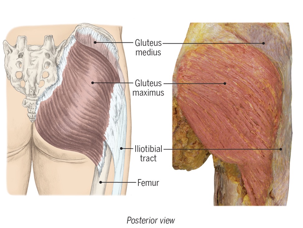 <p>Gluteus maximus</p>
