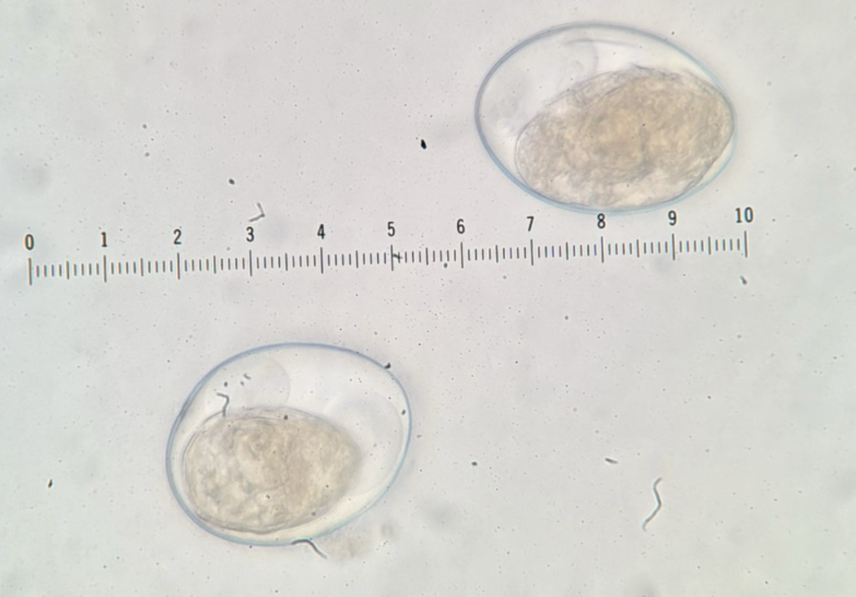 <p>Kingdom?</p><p class="p1">Phylum?</p><p class="p1">Class?</p><p class="p1">Subclass?</p><p class="p1">Order?</p><p class="p1">Family?</p><p class="p1">Species/Stage?</p>