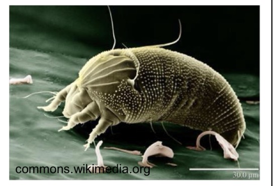 <p>What is this species of agricultural importance</p>