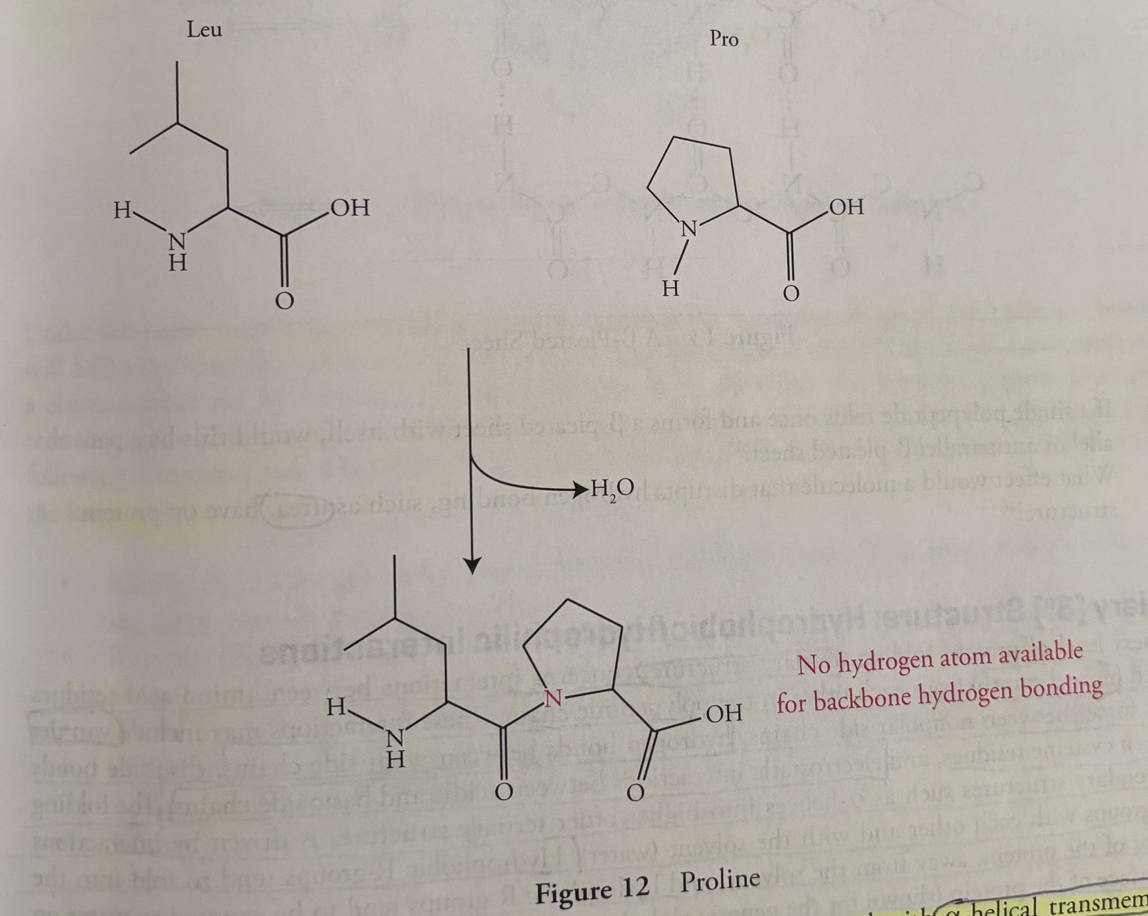 <p><u>The unique side chain of proline causes two problems in side chains</u></p><ol><li><p>The formation of a peptide bond with proline (shown in the picture attached to this flashcard) eliminates the only hydrogen atom on the nitrogen atom of proline. The <strong>absence of the N-H bond</strong> <strong>disrupts</strong> the backbone hydrogen bonding in the polypeptide chain. </p></li><li><p>The unique structure of proline forces it to <strong>kink </strong>the polypeptide chain (because the ring stays). </p></li></ol><p></p>