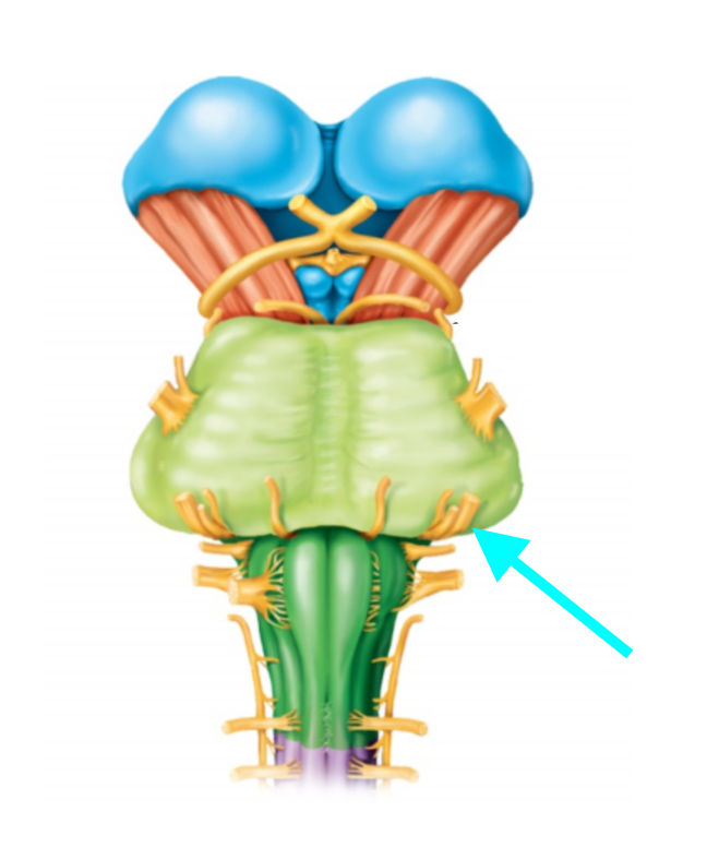 <p>Nerve, number, sensory or motor?</p>