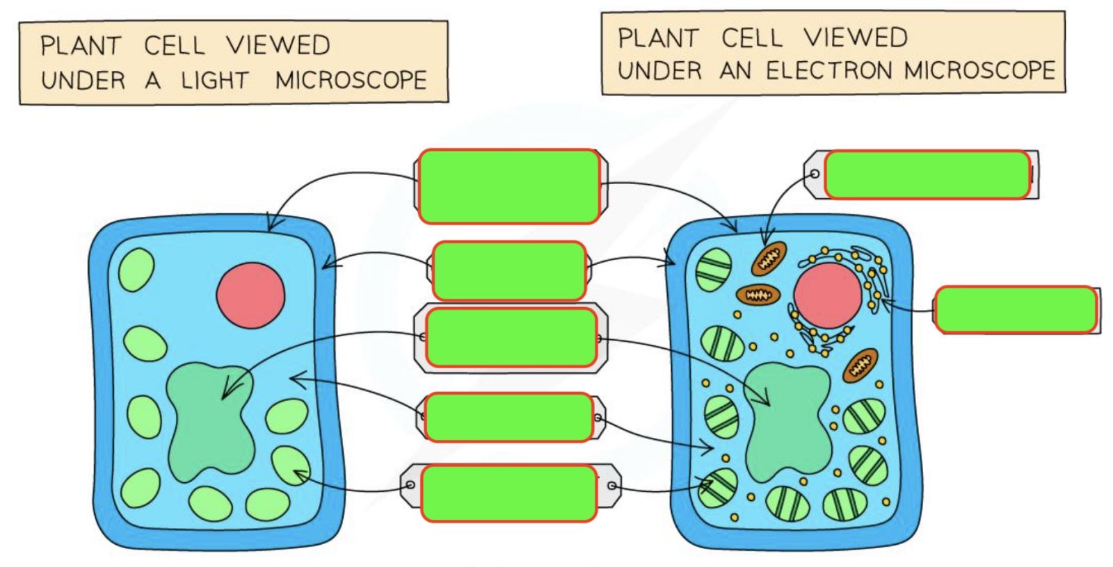 <p>Name specialized cell of plant </p>