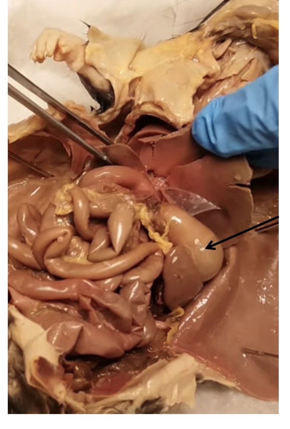 <p>name the organ at the arrow tip</p>