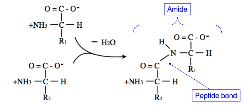 <p>Condensation Reaction (removal of water)</p><ul><li><p>The carboxyl group of one AA reacts with amino group of another AA, releasing H2O</p></li></ul><p></p>
