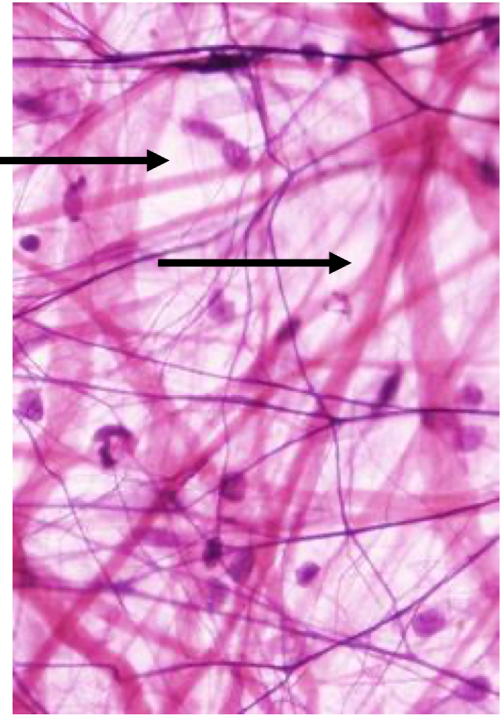 <p>Identify the region of the ECM</p>