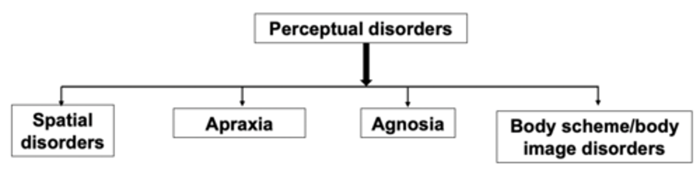 <p>- Spatial</p><p>- Apraxia</p><p>- Agnosia</p><p>- Body Scheme Disorders</p>