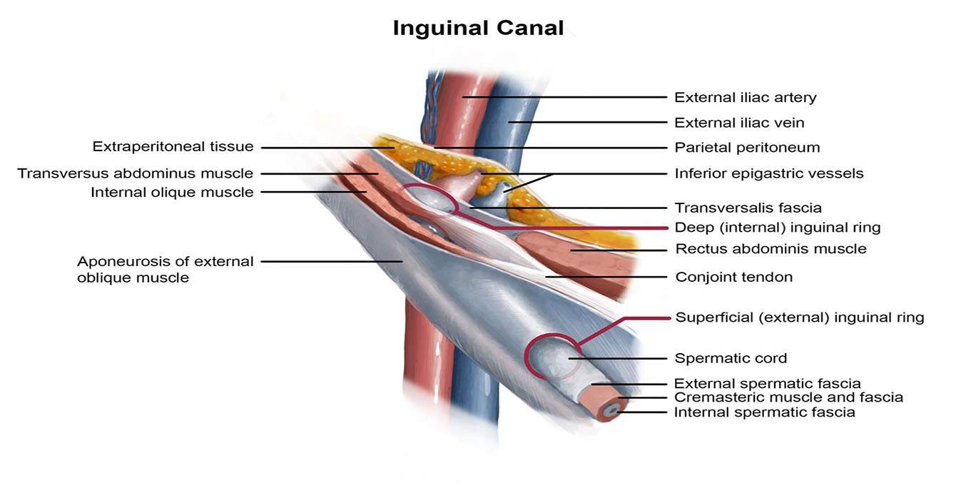 <ul><li><p>inguinal canal</p><ul><li><p>begins at <strong>deep inguinal ring</strong> and ends at <strong>superficial inguinal ring</strong></p><ul><li><p>contains…</p><ul><li><p>spermatic cord for males</p></li><li><p>round ligament of the uterus for females</p></li></ul></li></ul></li></ul></li></ul><p></p>