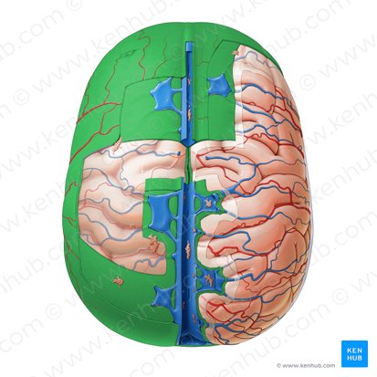 <p>What are the 2 layers of the dura mater?</p>