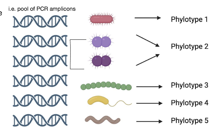 <p><strong>(Operational Taxonomic Units)</strong> are groups of organisms with ≥ 97% similar marker gene sequences e.g. 16S rRNA</p><ul><li><p><strong>Used as species approximations</strong> in microbial ecology.</p></li></ul><p></p>