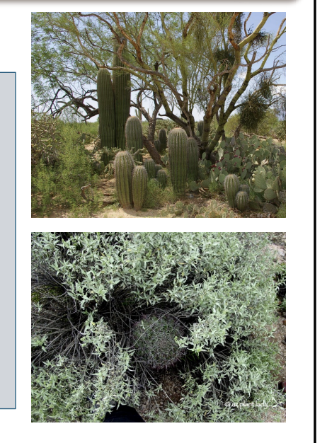 <ul><li><p>when one species benefits another species indirectly, often through its impact on a third species or on the environment itself.</p></li><li><p>Nurse plants</p><ul><li><p>In arid habitats, conditions are harsh, making it difficult for seedlings to grow</p></li><li><p>Trees like paloverde, mesquite, ironwood shade the ground, decreasing water loss by evaporation, increasing soil fertility </p></li><li><p>This increases seed germination and seedling survival rates for other plants in the same area</p></li></ul></li><li><p><span style="background-color: inherit; line-height: 19.55px; color: windowtext;">Nurse plants</span><span style="line-height: 19.55px; color: windowtext;">&nbsp;</span></p><ul><li><p class="Paragraph SCXO90819943 BCX0" style="text-align: left;"><span style="background-color: inherit; line-height: 19.55px; color: windowtext;">Plants that create habitat for baby plants of multiple species</span><span style="line-height: 19.55px; color: windowtext;">&nbsp;</span></p></li><li><p class="Paragraph SCXO90819943 BCX0" style="text-align: left;"><span style="background-color: inherit; line-height: 19.55px; color: windowtext;">Desert where sun this the ground and soil is dry due to evaporation</span><span style="line-height: 19.55px; color: windowtext;">&nbsp;</span></p><ul><li><p class="Paragraph SCXO90819943 BCX0" style="text-align: left;"><span style="background-color: inherit; line-height: 19.55px; color: windowtext;">Trees shade soil</span><span style="line-height: 19.55px; color: windowtext;">&nbsp;</span></p><ul><li><p class="Paragraph SCXO90819943 BCX0" style="text-align: left;"><span style="background-color: inherit; line-height: 19.55px; color: windowtext;">More water in soil with less evaporation</span><span style="line-height: 19.55px; color: windowtext;">&nbsp;</span></p></li><li><p class="Paragraph SCXO90819943 BCX0" style="text-align: left;"><span style="background-color: inherit; line-height: 19.55px; color: windowtext;">Lots of baby plants in sun shelter -> increases germination and seedling surving</span><span style="line-height: 19.55px; color: windowtext;">&nbsp;x</span></p></li></ul></li></ul></li></ul></li></ul><p></p>