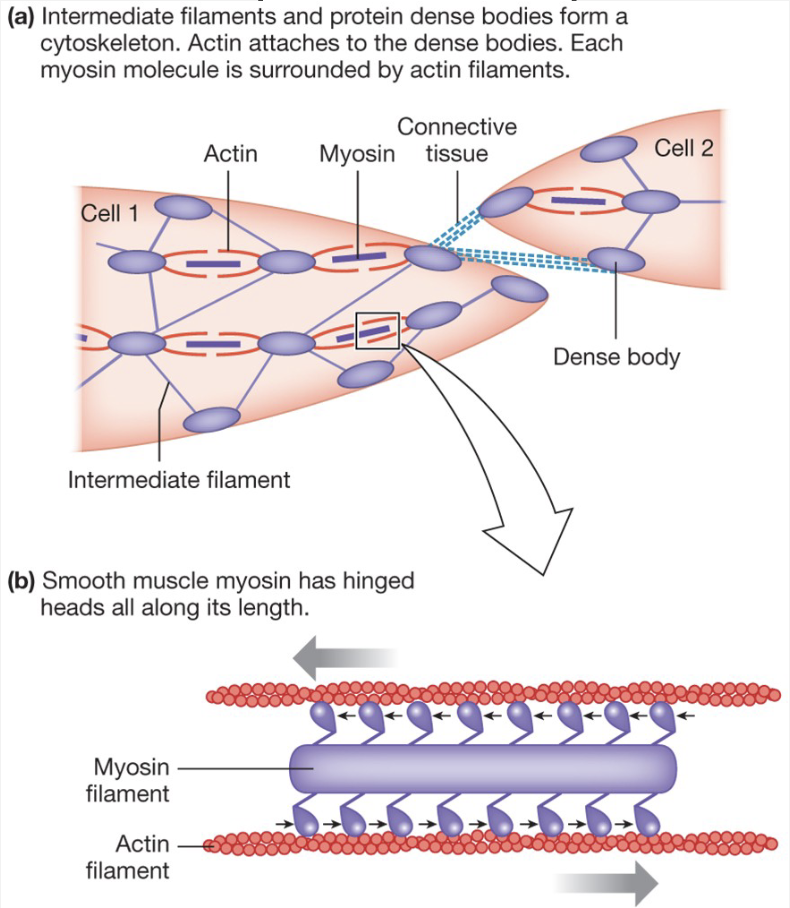 <ul><li><p>Actin and myosin arrangement is irregular → no striations</p></li><li><p>Contraction still caused by actin and myosin sliding past each other</p></li><li><p>myosin heads still bind to actin and slide past it</p></li><li><p>actin is bound to dense bodies</p></li><li><p>myosin is in middle, actin binds to outside and pulls myosin in opposite directions</p></li></ul><p></p>