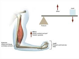 <p>flexing the forearm at the elbow as in lifting weight or lifting load with a shovel</p>