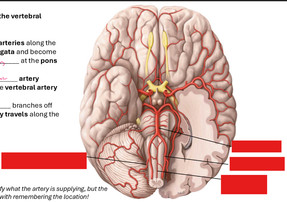 <p>Label these arteries</p>