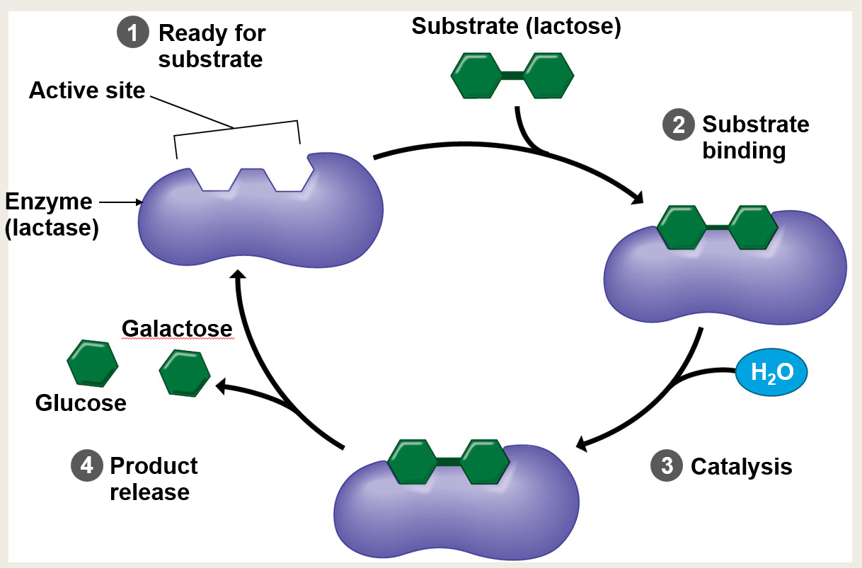 <p>What are the four main steps of the enzyme cycle shown in the diagram?</p>