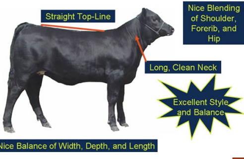 <ul><li><p>striaght top-line</p></li><li><p>long, clean neck</p></li><li><p>proportional front, middle, and rear thirds</p></li></ul><p></p>