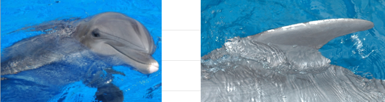 <p>DOB: Undetermined, known to be in her late 50s as of 2026</p><p>Key features: White markings along dorsal fin and tip of rostrum, tail flukes and dorsal fin featuring many notches </p><p>Relationships: Mother of Dazzle, grandmother of Casique </p><p></p>