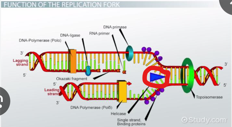 <p>What is parent DNA first unwound by </p>