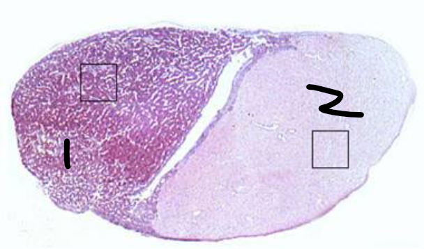 <p>What is 1 and 2 labeled</p>